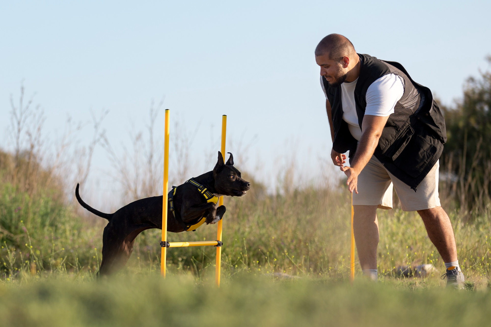Czym jest agility dla psów?